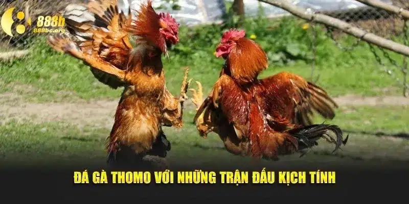 Đá gà Thomo với những trận đấu kịch tính tại nhà cái 888b