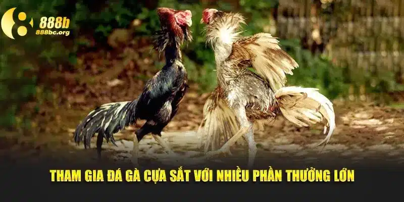 Tham gia đá gà cựa sắt với nhiều phần thưởng lớn